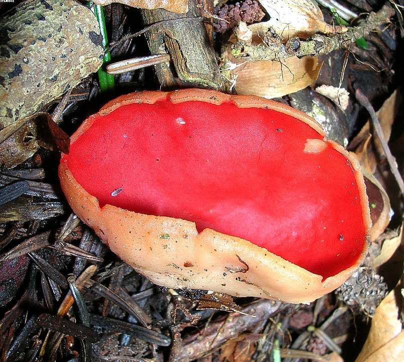 Sarcoscypha austriaca    (O. Beck ex Sacc.) Boud.